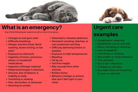 Pet Emergency FAQ .